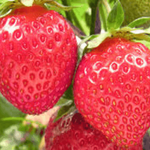 fraise