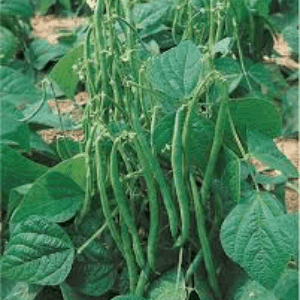 haricot vert