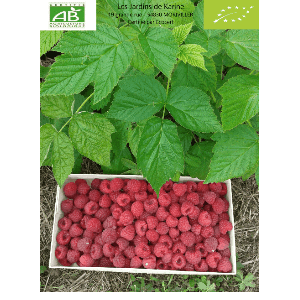 Framboises surgelées BIO