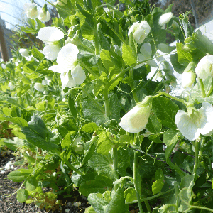 Pois mangetout