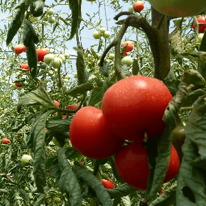 Tomate ronde rouge