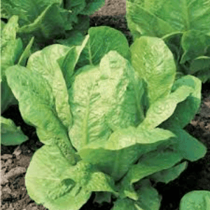 salade romaine