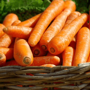 Carottes nouvelles vrac lavées -  producteur partenaire AB (France)