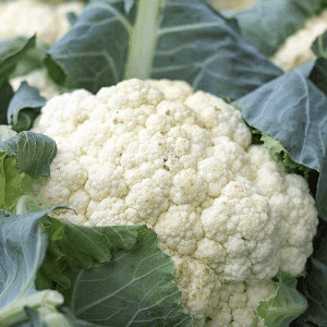 Chou-fleur - Producteur partenaire AB