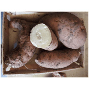 patate douce