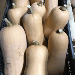 Butternut