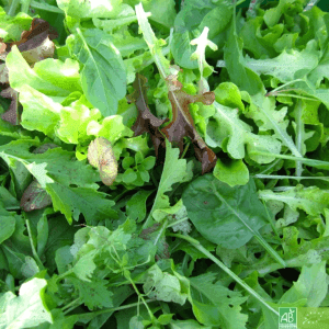 Mâche et Mesclun en Mélange  sachet 250gr