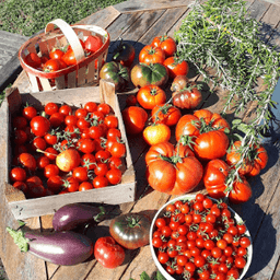 Le Jardin du Bardérou - Plants de légumes, fleurs et aromates - Lau-Balagnas #6