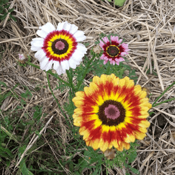 Le Jardin du Bardérou - Plants de légumes, fleurs et aromates - Lau-Balagnas #8