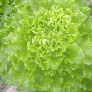 Salade Batavia Verte
