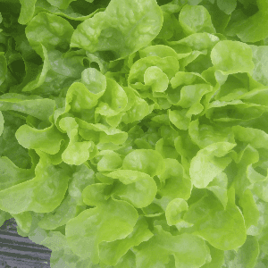 Salade Feuille de Chêne Verte