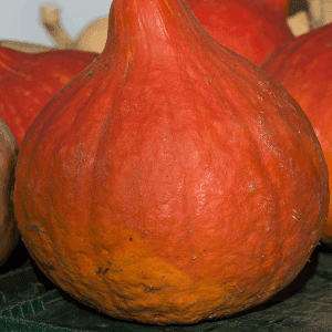 Courge Potimarron Vert - Champ de la lande (49)