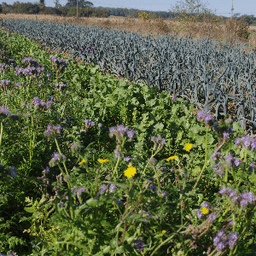 GAEC Au Rythme des Saisons #8