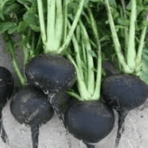 radis noir