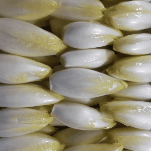 ENDIVE