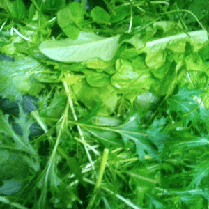 MESCLUN