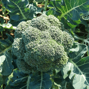 brocoli