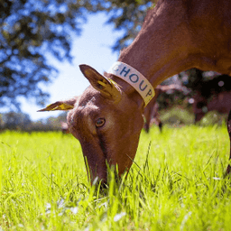 La Ferme du Hallay #2