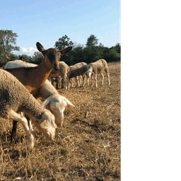 La ferme de pauline #5