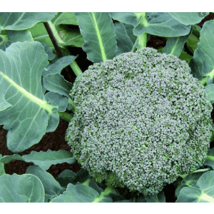 CHOU BROCOLI