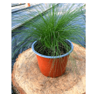 Stipa