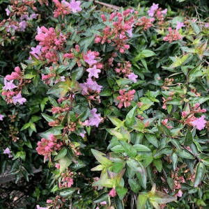 Abelia