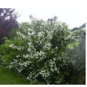 Deutzia