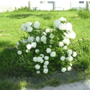 Viburnum Opulus roseum