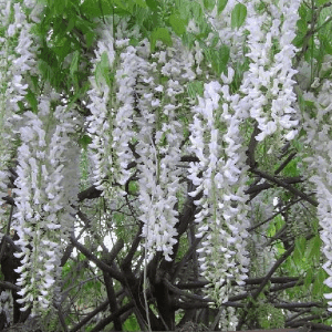 Glycine