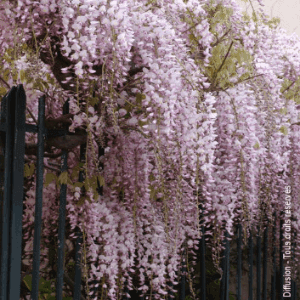 Glycine