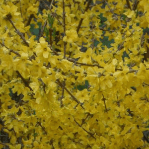 Forsythia