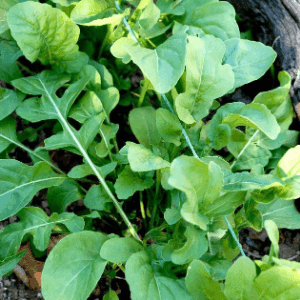 Roquette