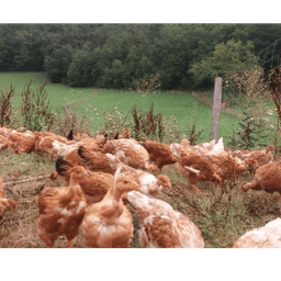 La Ferme d'Enea #2