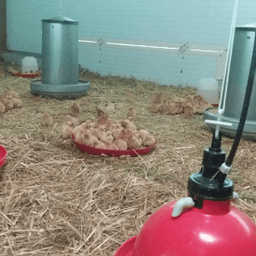 La Ferme d'Enea #3