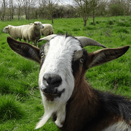 Les terres du Rouch #7