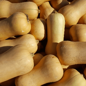 courge butternut