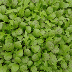 mesclun roquette/moutarde/pourpier