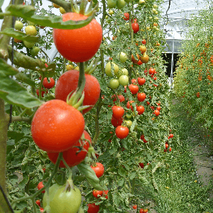 Petite tomate ronde rouge