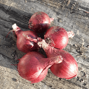 Oignons rouge