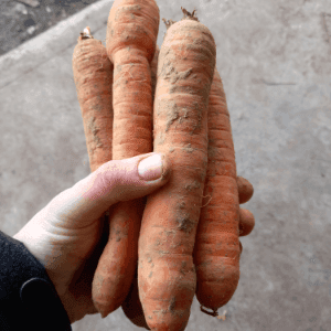 Carottes 500g