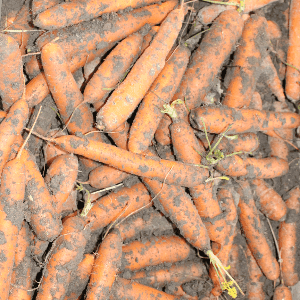 carottes non lavée
