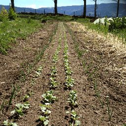 Le Croque Jardin #5