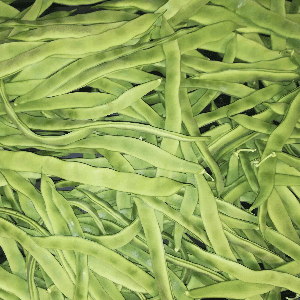 Haricot vert plat mangetout