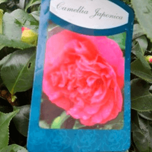 Camélias 80 cm