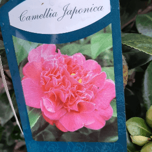 Camélias 80 cm