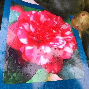 Camélias 80 cm