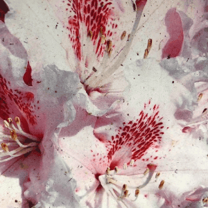 Rhododendrons 60 cm