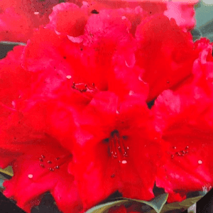 Rhododendrons 60 cm