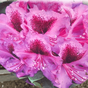 Rhododendrons 60 cm