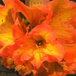Rhododendrons 60 cm